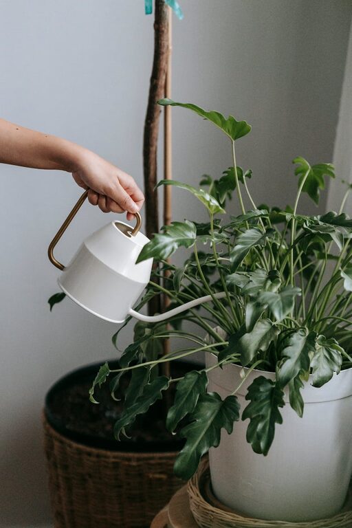 Tips for Keeping Your Houseplants Healthy and Thriving